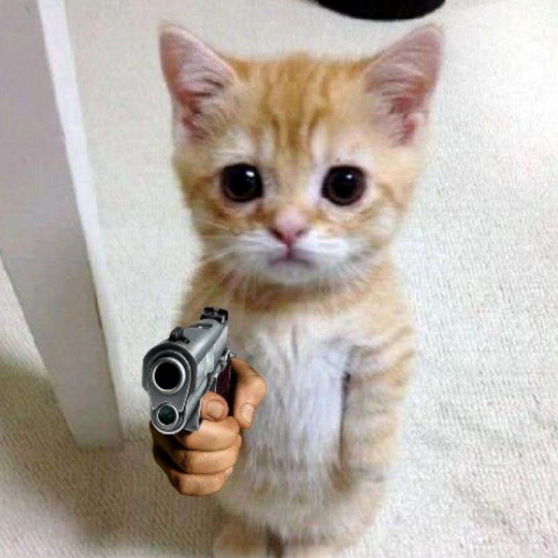 MemeXveesu