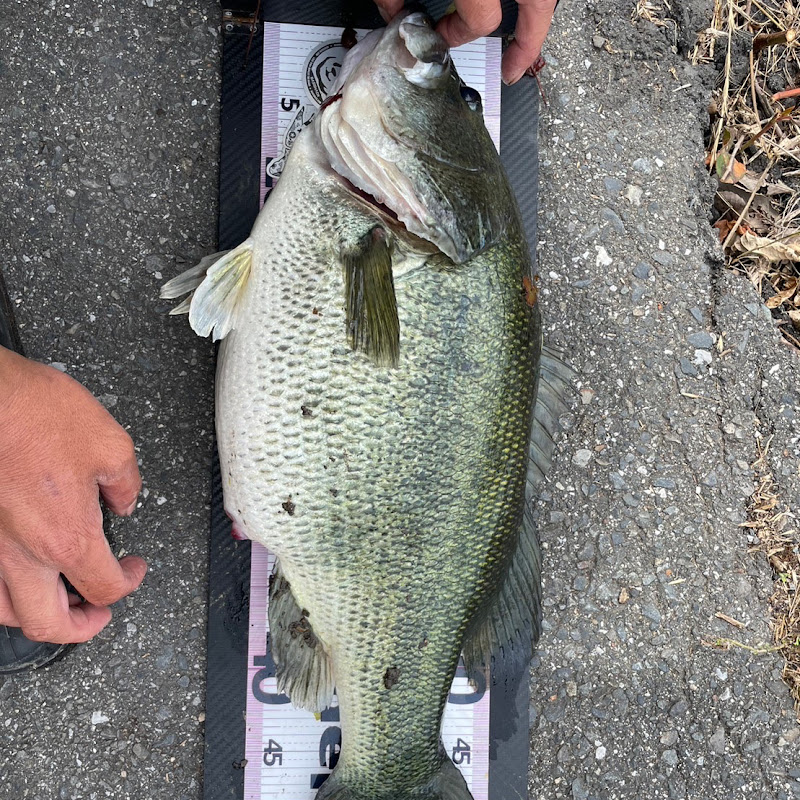 おしゅんのバス釣り垢