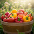 YmiY2JN5Zss-channel-avatar-Huerta y Cosecha