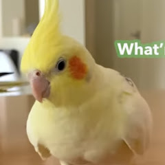 okameFEVER