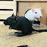 ZAk6TNLVlZw-channel-avatar-Mouse Vision
