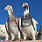 Pigeons Lovers Of All Kinds