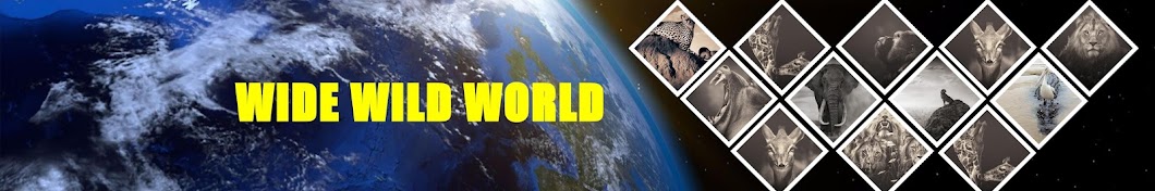 Wide Wild World YouTube 频道头像
