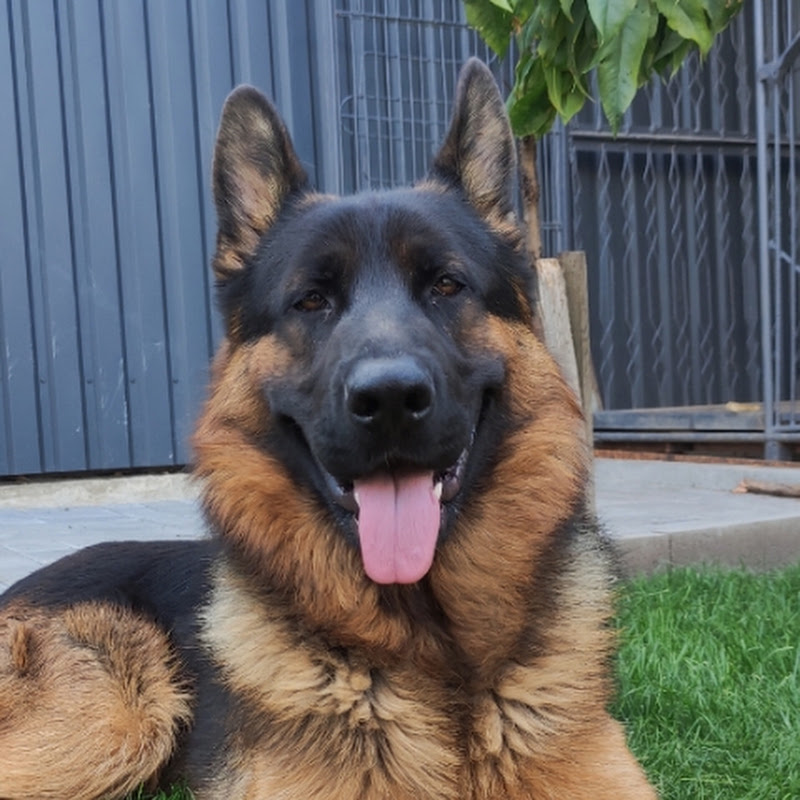 Rex the German Shepherd 