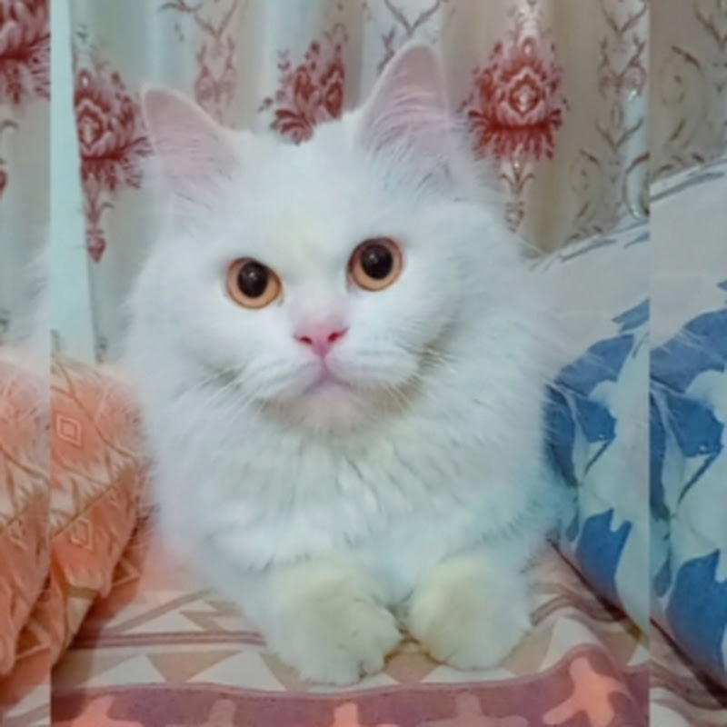 Ice 🐱the Deaf  Queen 👑