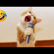 ComedyCapers