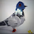 XmsyEBlVgxk-channel-avatar-Pigeon Studios 