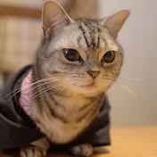 アメリカンショートヘアのあいちゃんと愉快な仲間たち