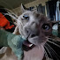 vfJzMDUct4U-channel-avatar-TyeBoi