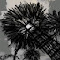 X2iW8qsz-xw-channel-avatar-shishh137