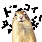 ドンとコイ【リスとおっさんの妄想日記】