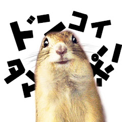 ドンとコイ【リスとおっさんの妄想日記】