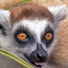 80Rej2-noug-channel-avatar-The leaping Lemur