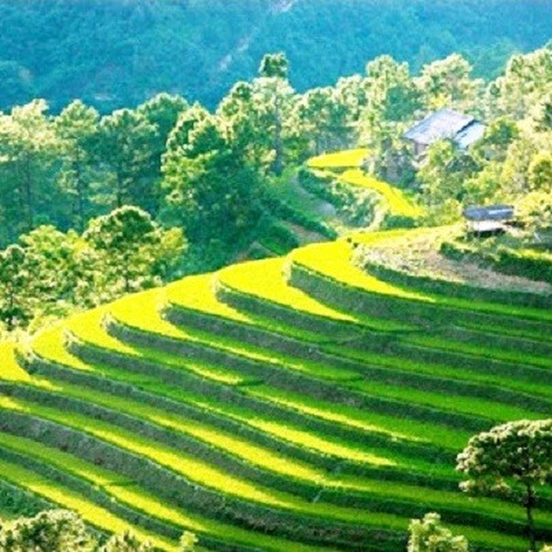 Hương Rừng Trà Mộc