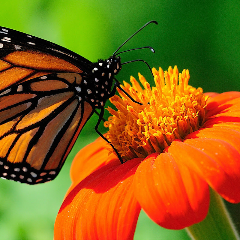 Андрей Тиртха Logo