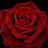 @NikitaParmar-t7e