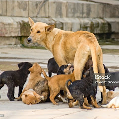Public With Dog Safety
