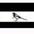 OAGUzALpRcs-channel-avatar-treasure hunting magpie