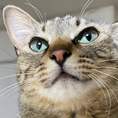 猫整体キュベレイアイコン画像