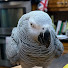 6w_Y092SEMw-channel-avatar-Symon the African Grey Parrot