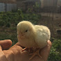 Village animals 