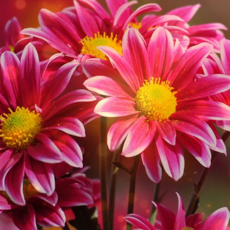 Ilocano Heartstrings