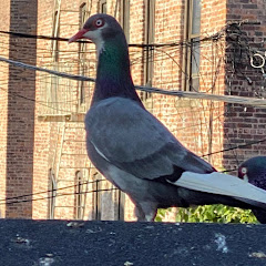 Gotham’s Birds 