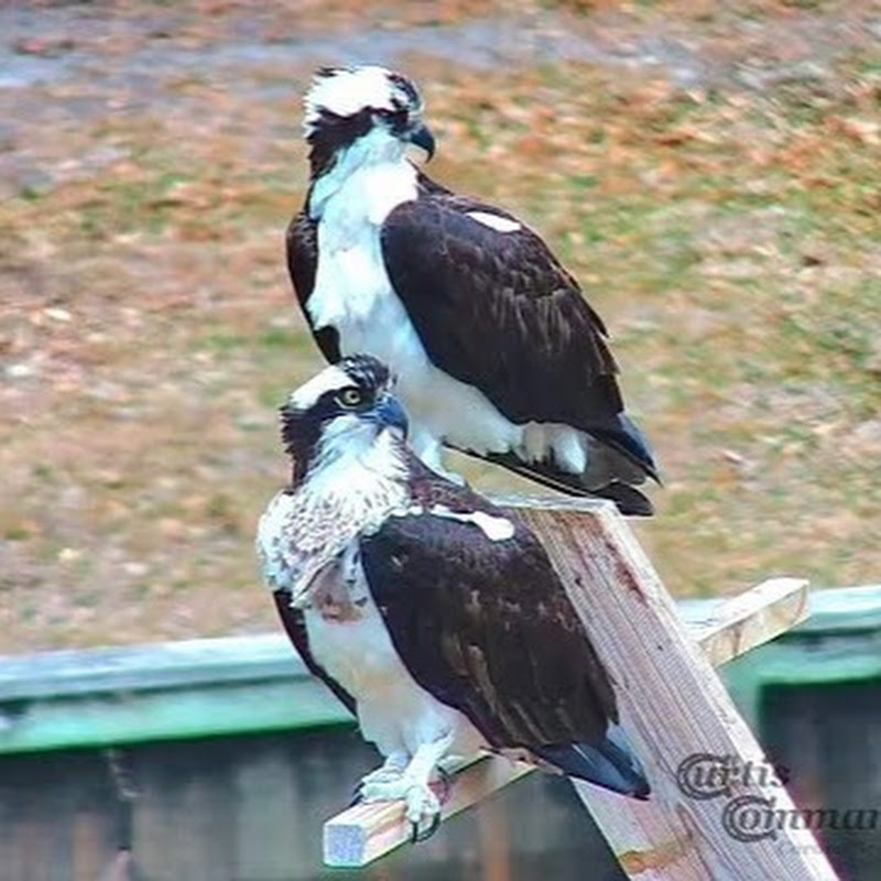 OBX Osprey Cam logo