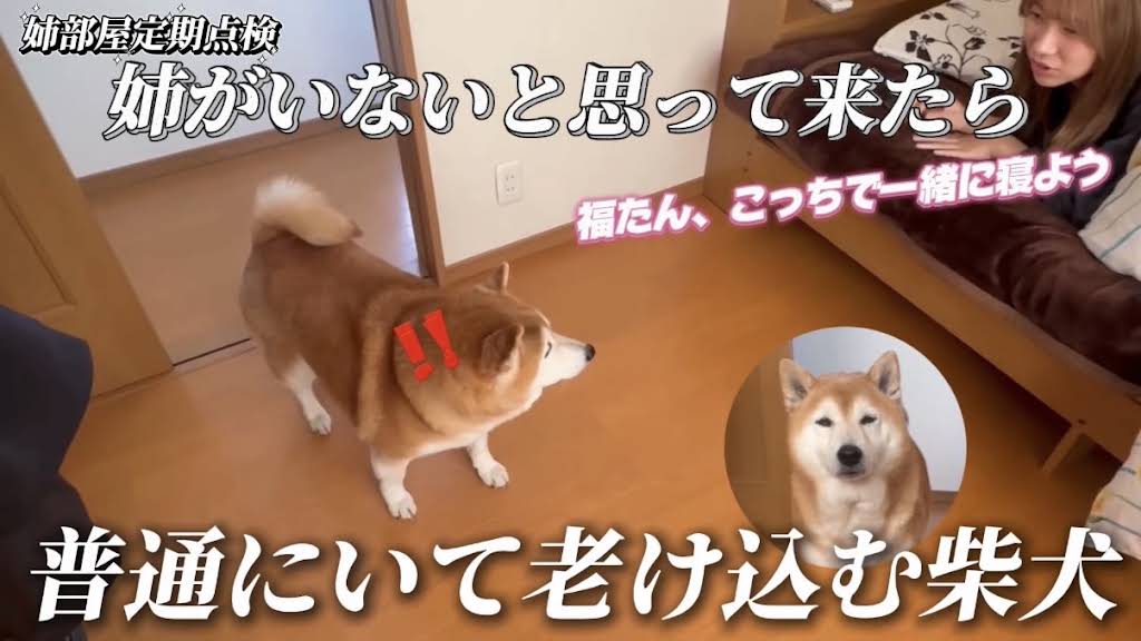 柴犬くん☆骨 YouTube