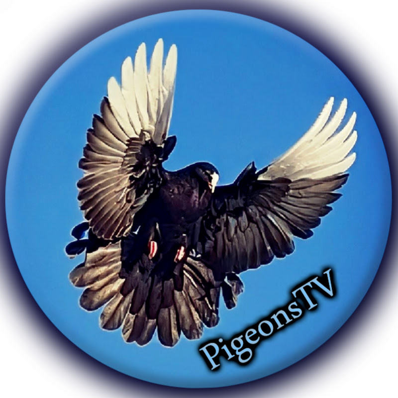 Pigeons Tv