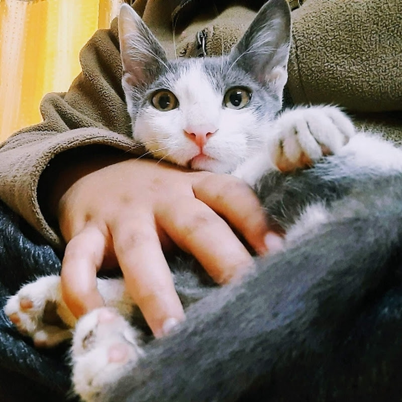 Miss atti