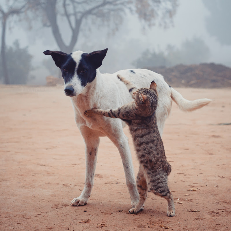 SKS DOGS LOVER