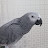 Mithu grey parrot 