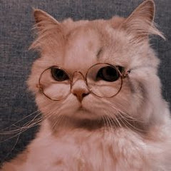 Gato Aleatório