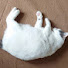 bhhqm7mtgTY-channel-avatar-ポテサラねこ