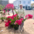 yInNW3SAWAI-channel-avatar-Kentucky Garden Gal