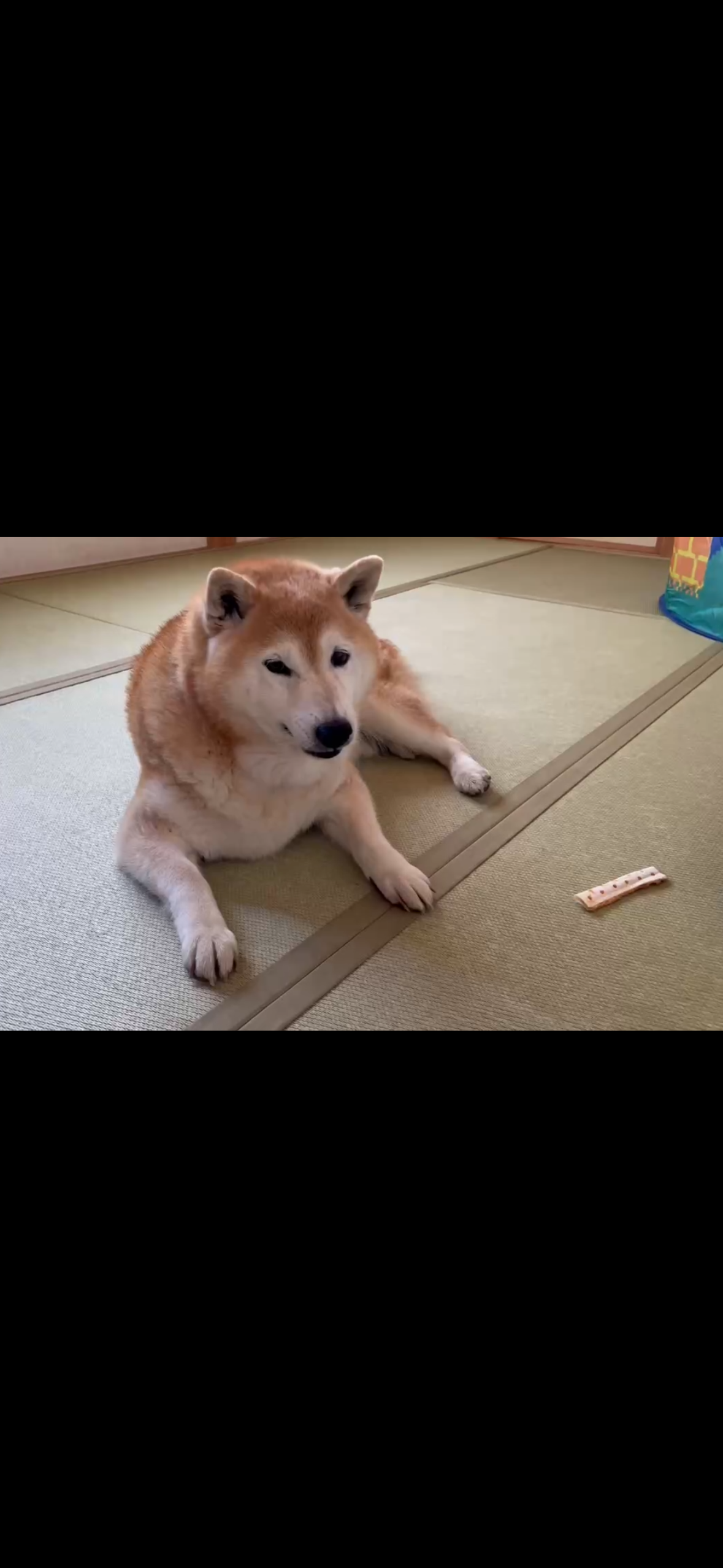 ☆柴犬&ひよこ☆ YouTube