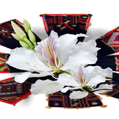 BAN TRẮNG TV