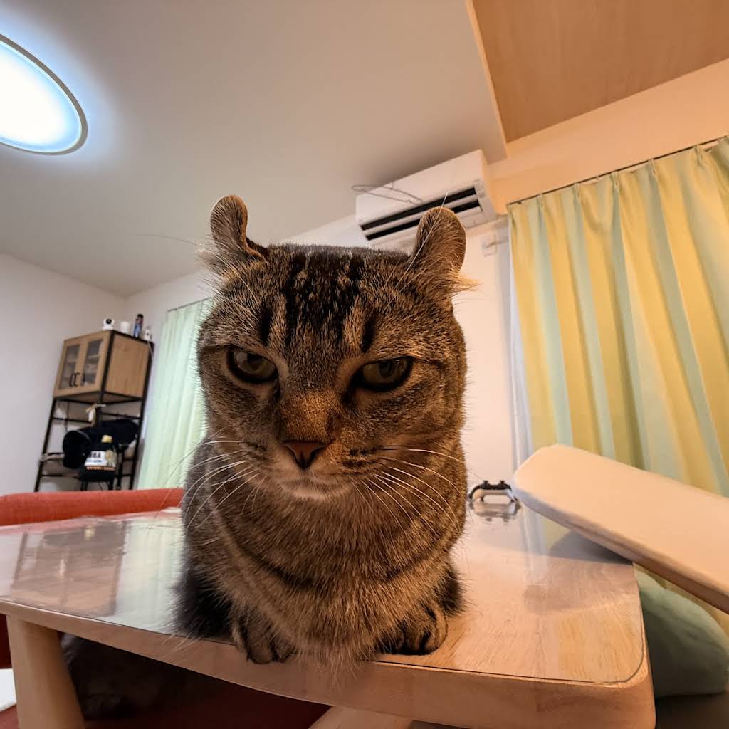 猫がいる生活 ブラックサンダー ふわさくきなこ 260302 #のせ猫 #cat #cute #ねこ
