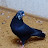 Бакинские голуби Бугай Алик