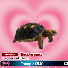 RuNjL00H1YA-channel-avatar-Rylee 🦀