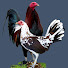 gubSfGESjFg-channel-avatar-Avian Breed Preservation - Heritage Rooster Farm