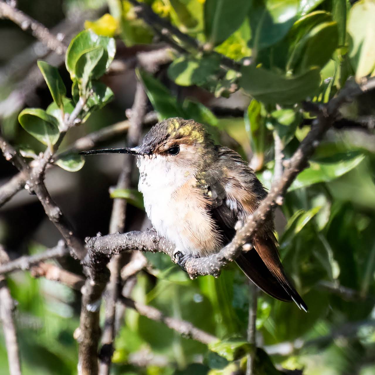 Post from Hummingbird Spot