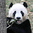 @realjjigaegogopanda