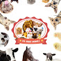 All About Animals logo