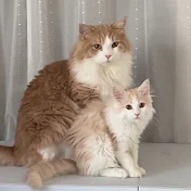 しゃっけ､と愉快な仲間達