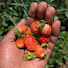 HOBsIjtPJy0-channel-avatar-My farm in Kenya 
