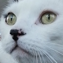 Malice (Sayeef Ahmed) Avatar