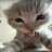 @Broadie-on-paws
