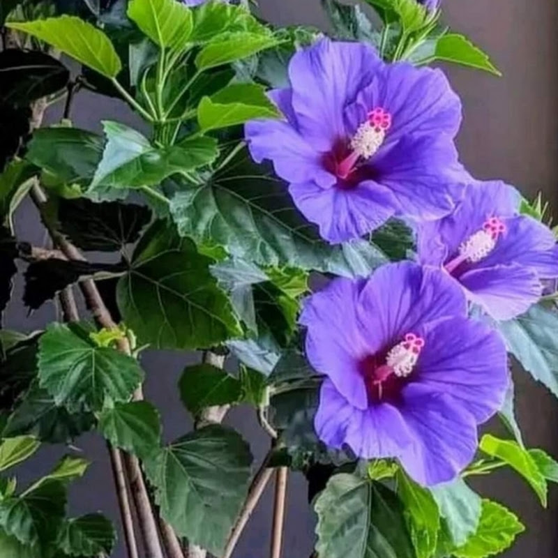 Kalamu zaman 